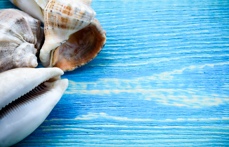 Summer sea background - shells on a wooden background.の写真素材