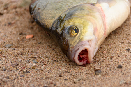 Live fish caught on fishing tackle, on the coastal sand. Close-upの写真素材