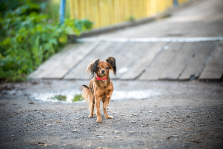 little cute dog on walkの写真素材