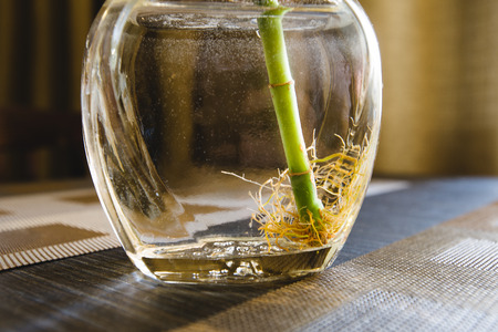 bamboo root in a bottle on the table macroの写真素材