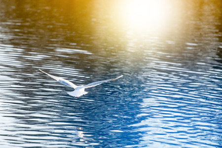 Seagull flies over the water