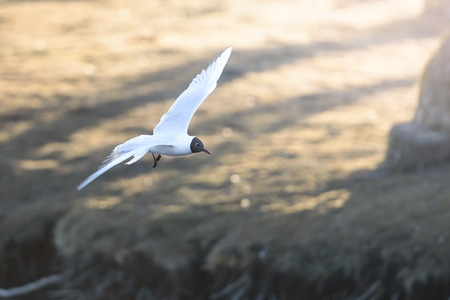 Seagull flying over the water. Sunny blurred background