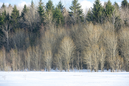Background image of forest trees without leavesの写真素材