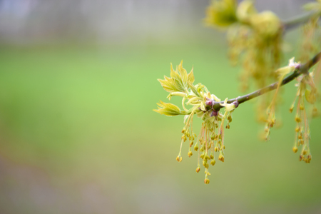Tree branch with young shoots on the background of greenery, tonedの写真素材
