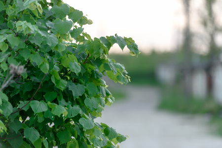 Green foliage tree close-up. The concept of nature and faunaの写真素材