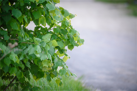 Green foliage tree close-up. The concept of nature and faunaの写真素材