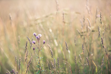 Golden grass in the field is illuminated by the sunの写真素材