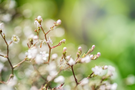 Small white flowers on a natural green background, soft focus, vintage styleの写真素材