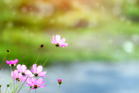 Kosmea flowers against the background of greensの写真素材