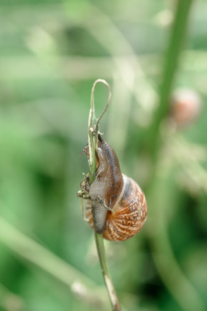 A snail on the grass stalk. Summer mood, nature and insectsの写真素材