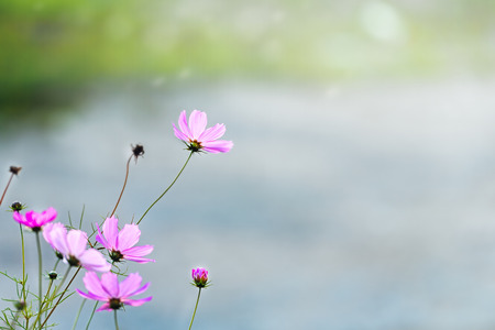 Flowers of the Cosmos, nature backgroundの写真素材