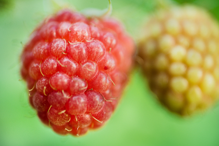 Berry raspberry closeup on a green background.の写真素材