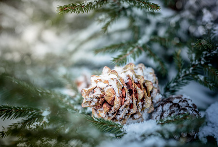 A fir cone on a tree branchの写真素材