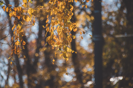Autumn natural background - yellow leaves and soft blurred background.の写真素材