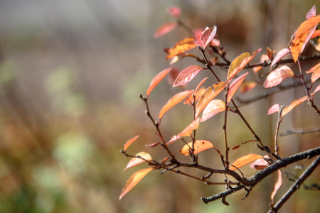 Autumn natural background - yellow leaves and soft blurred background.の写真素材