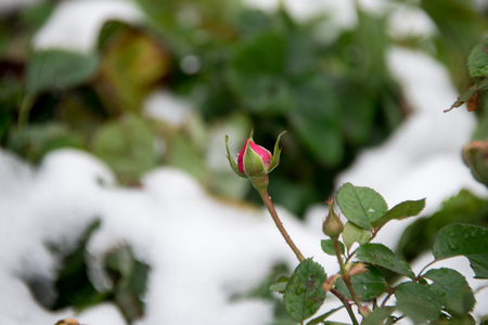 Red rose on winter backgroundの写真素材