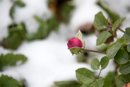 Red rose and the first frosts - a winter backgroundの写真素材