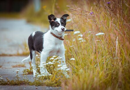Happy young puppy in the grass on a Sunny summer dayの写真素材