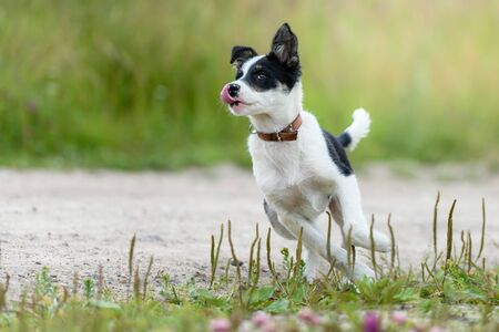 Happy young puppy in the grass on a Sunny summer dayの写真素材