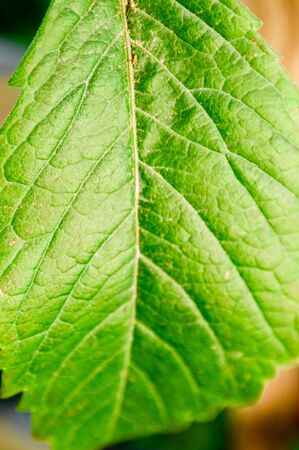 Green leaf close-up. Macro photography of plants. Natural background and texture.の写真素材