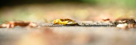 Yellow autumn leaves on the ground. Autumn natural background. Panorama