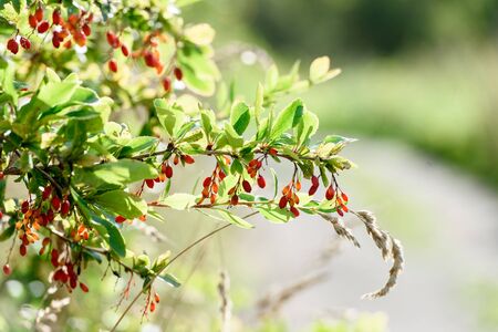 Bush with red autumn berries. Blurred background.の写真素材
