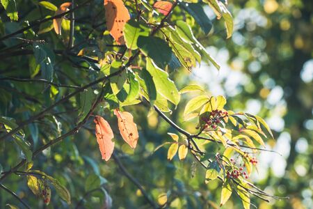 Natural background-autumn leaves in nature