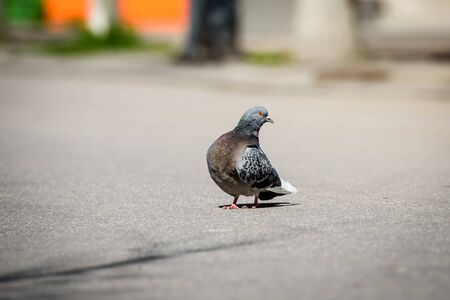 Pigeon in an urban environment-animals in the cityの写真素材