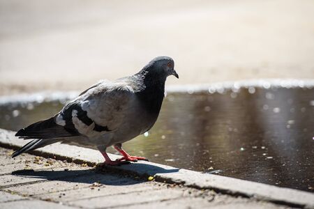 Pigeon in an urban environment-animals in the cityの写真素材