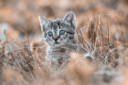 Surprised kitten looks out of the dry grassの写真素材