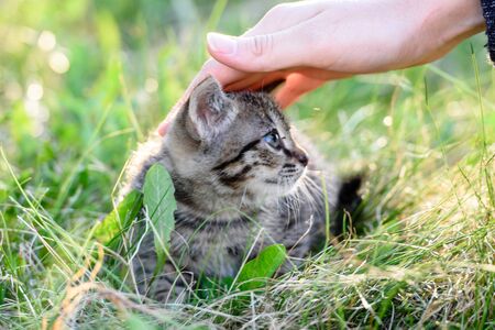 A woman's hand stroking a small kitten sitting in the grassの写真素材