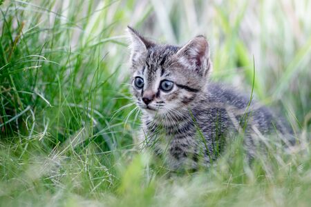 A small charming kitten on the background of a green lawnの写真素材