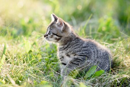 A small charming kitten walks on the green grassの写真素材