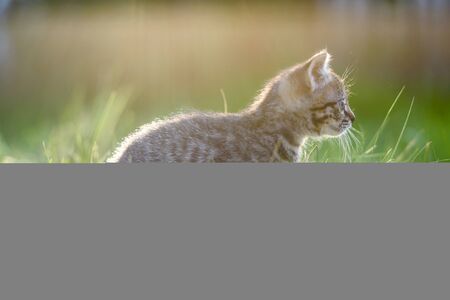  silhouette of a small kitten in the soft sunlight on the lawn. Soft focus .の写真素材