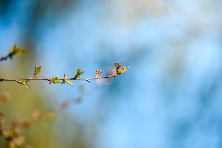 Cherry blossom against the blue sky-flowers and branches close-upの写真素材
