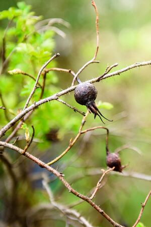 The branch with the dried berry of the black rose - close-up. Summer nature background.の写真素材