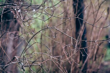 Rain drops on the dry branches of the vines on the fence.の写真素材