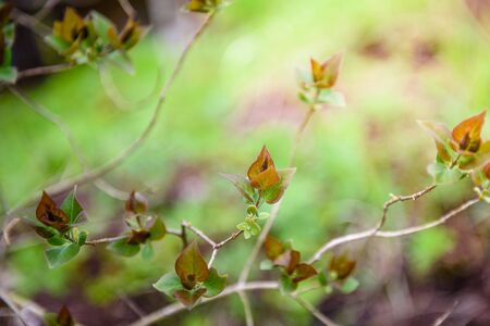 Green leaves on a branch-close-up. Beautiful summer background. Sunshineの写真素材