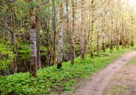trees in a row along the village road - summer landscape.の写真素材