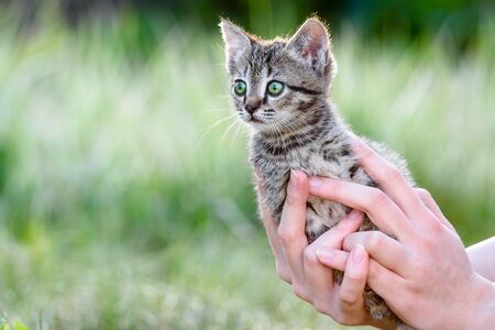 A small charming kitten in the hands of a girl on the background of a green lawnの写真素材