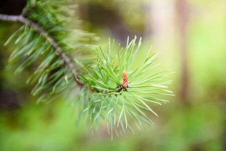 coniferous tree branch with needles close - up-sunlightの写真素材