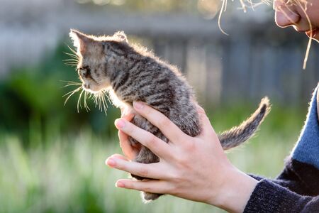 A small charming kitten in the hands of a girl on the background of a green lawnの写真素材