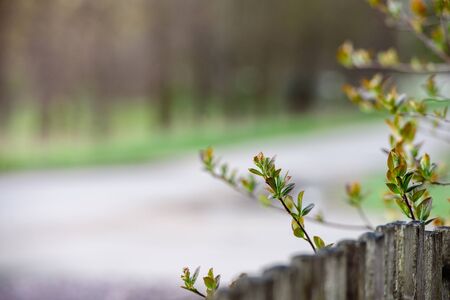 Green leaves on a branch-close-up. Beautiful summer background. Sunshineの写真素材