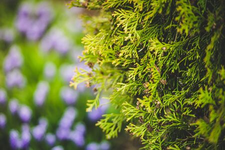 Coniferous thuja tree in the garden against the background of flowers-close-up. Summer natureの写真素材