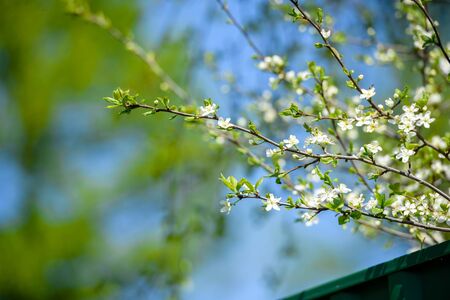 Cherry blossom against the blue sky-flowers and branches close-upの写真素材