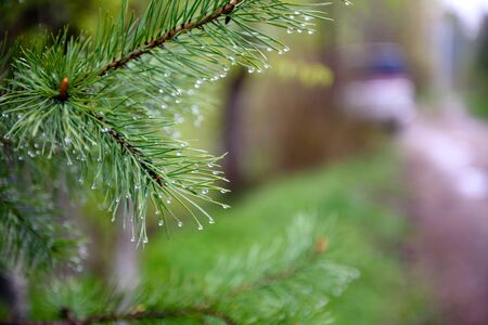 Raindrops on a spruce branch-close-up. Rainy weather.の写真素材