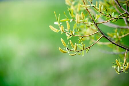Green leaves on a branch-close-up. Beautiful summer background. Sunshineの写真素材