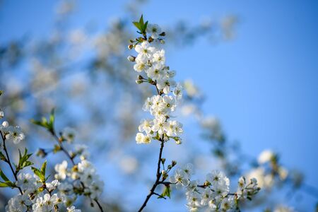 Beautiful cherry blossom on a background of blue sky. の写真素材