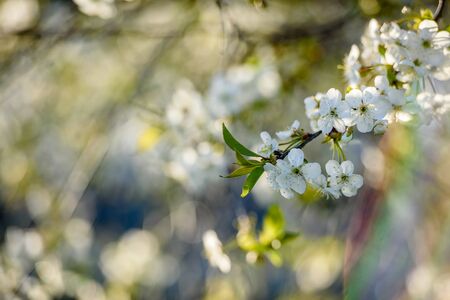 Beautiful cherry blossom on a background of green backgroundの写真素材