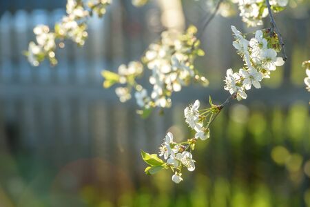 Beautiful cherry blossom on a background of green backgroundの写真素材